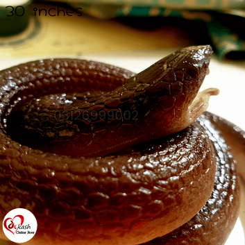 Realistic Artificial Rubber Snake